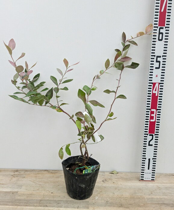 ֥롼٥꡼ ѥ֥롼 ڡ5ڥӥåȥϡ