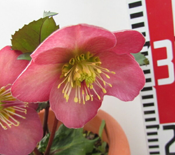 【現品A350】クリスマスローズ　シェリルズシャイン　7号鉢植え　【一重咲き　シングル咲き　ピンク/レッド系】【撮影日：25年11月13日】