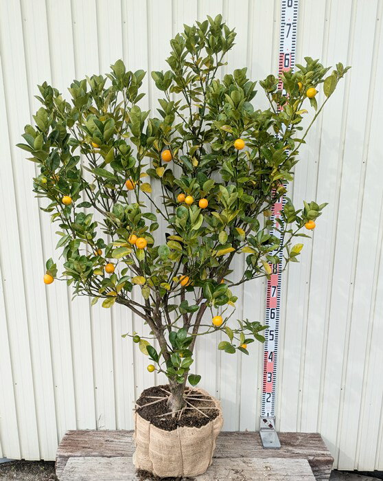 ڸʡ¶ⴻʥߥ󥫥ˡ硡ڡ1.4mJ589