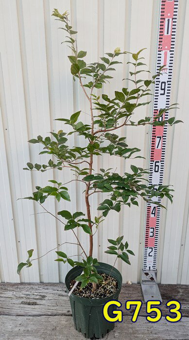 ݤ㤨֡٤븽ʡۥܥ ڡ6פβǤʤ7,700ߤˤʤޤ