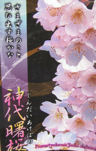 【現品】神代曙桜(シンダイアケボノザクラ)　苗木　接ぎ木苗　5.5号　81812