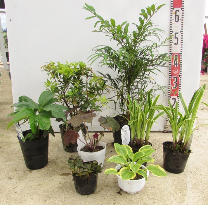 日陰で育つ植物　洋風シェードガーデンセット【植物7種8苗/園芸肥料付き】