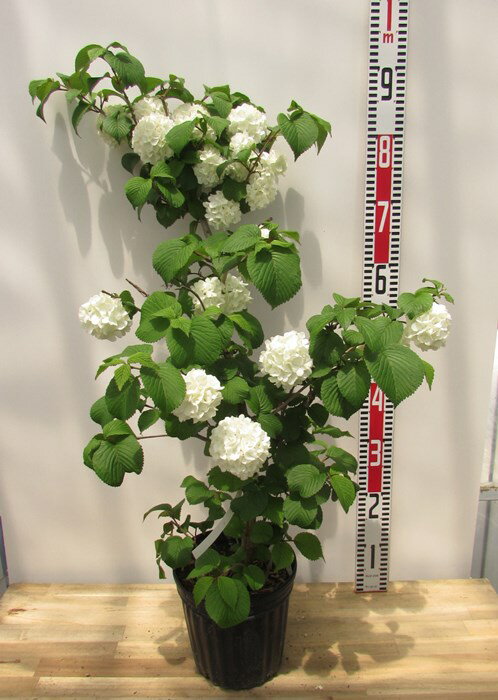 オオデマリ（テマリバナ）白花　苗木　7号(k02)