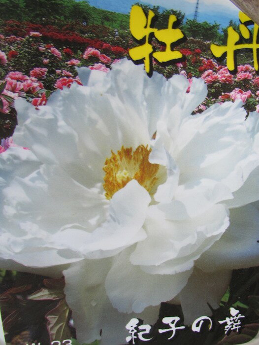 ボタン(牡丹)　苗木　紀子の舞(キコノマイ)　7号