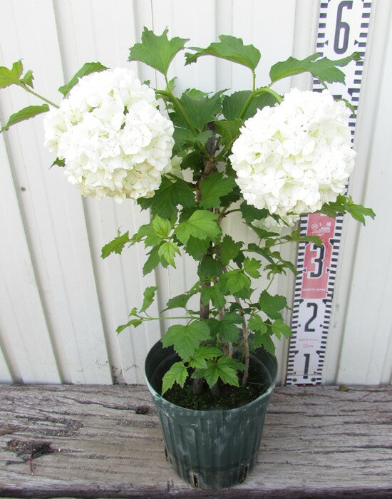 オオデマリ（ビバーナム）　スノーボール　5号ポット　苗木 (d07)のサムネイル