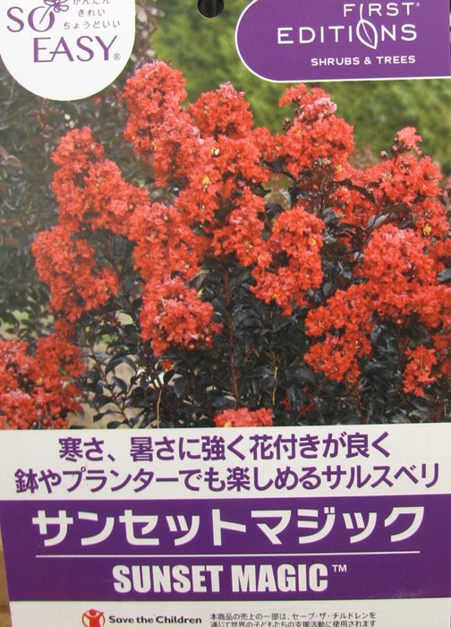 銅葉の矮性サルスベリ サンセットマジック 赤 苗木 5.5号 z02-3 