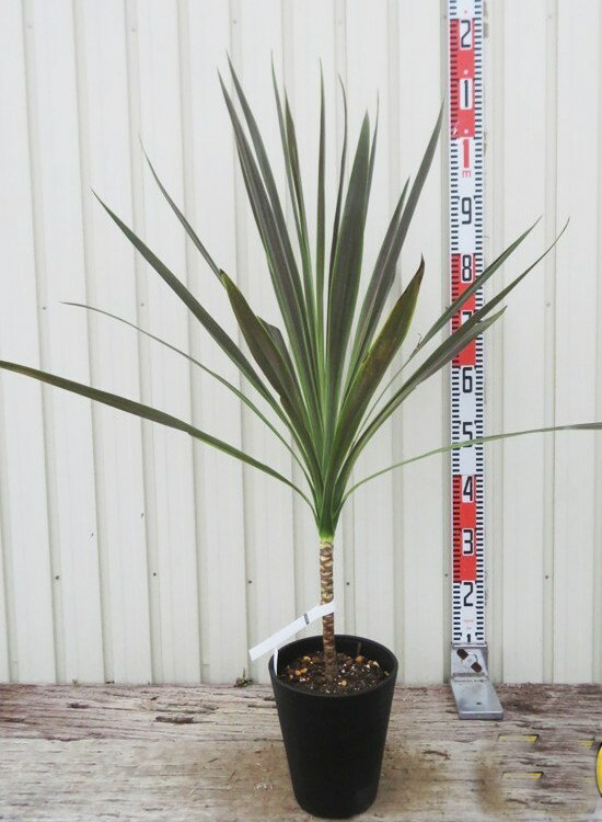 ドラセナ コルジリネ　チョコミント　6号セラアート鉢植え