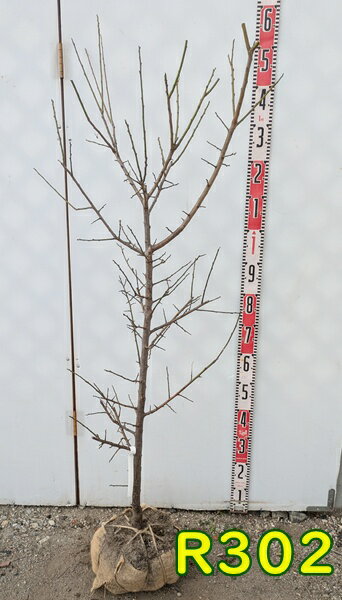【選べる現品】梅（ウメ）　南高梅(ナンコウバイ)　苗木　樹高1.2m～