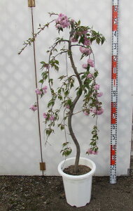 キクシダレザクラ（菊枝垂れ桜）苗木　10号鉢植え