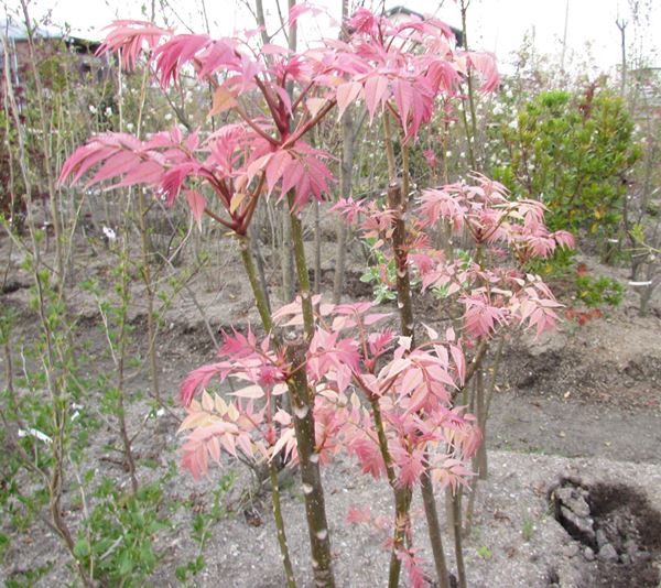 【選べる現品】チャンチン　フラミンゴ　(香椿)　株立ち　苗木　8号鉢植え