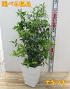 【選べる現品】ナギノキ(梛の木)苗木 株立ち 7号スクエア鉢植え