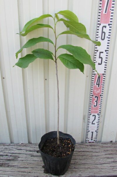 ポポー　実生苗　5号　植木　落葉樹　果樹(e10)