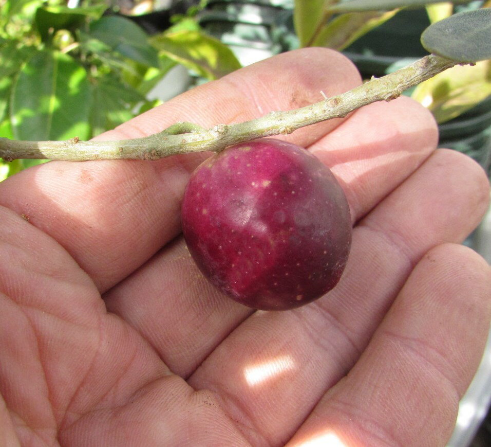 【現品】オリーブの木　バロウニ　10号鉢植え　樹高1.7m　苗木　112203【大実品種】