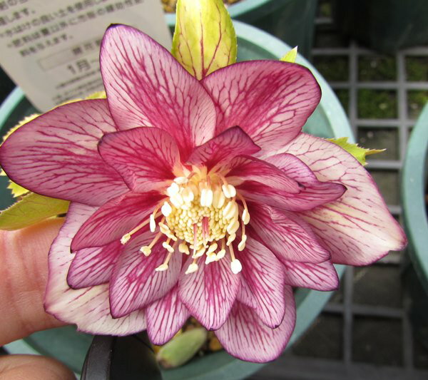 クリスマスローズ 実生苗　ダブル咲き(八重咲き)　ゴールドネオンシェード　(バイカラー)　3号苗