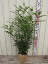 シマトネリコ 株立ち 苗木 樹高60cm【庭木 シンボルツリー】