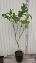 【現品】レモンの木(檸檬) ユーレカ 苗木 9号フレグラー鉢植え P101