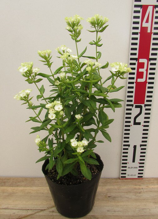 宿根フロックス　ホワイトグリーン系　ジェイド　4号苗(c05)のサムネイル
