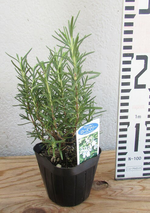 立性ローズマリー　マリンブルー　3号苗(c03)