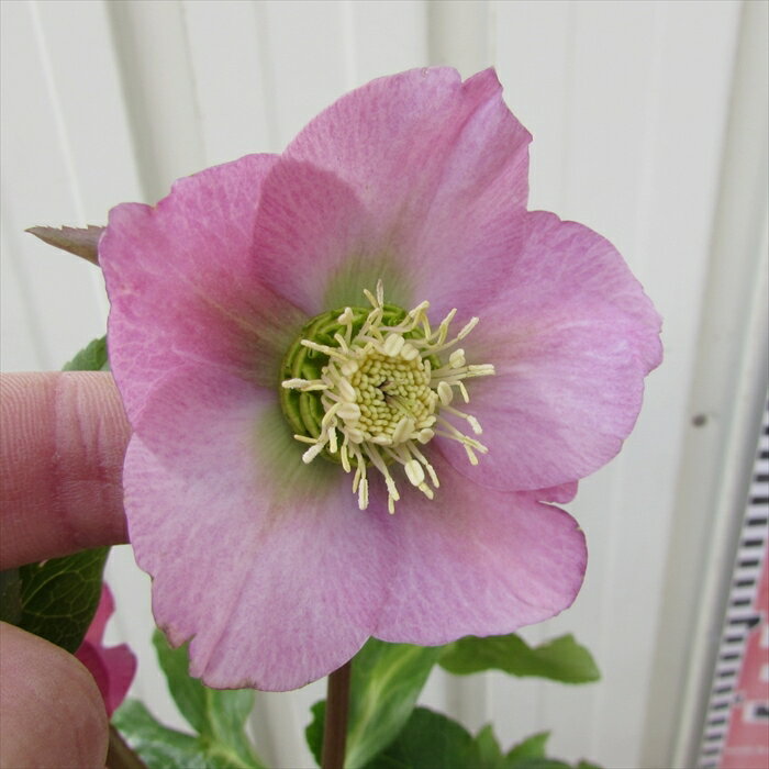 クリスマスローズ　開花見込み株　実生苗 　シングル咲き　ピンク　4号ポット苗のサムネイル