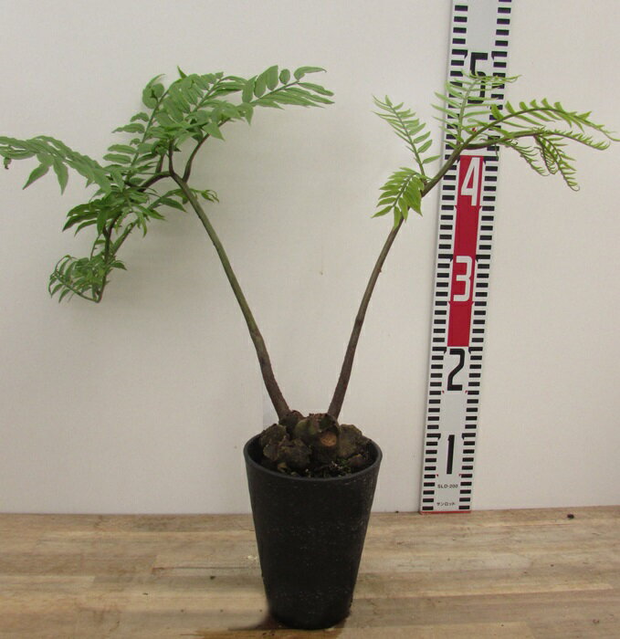 リュウビンタイ　4号セラアート鉢植え　苗(h41)のサムネイル