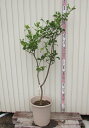 【現品発送】レモンの木 苗木 12号鉢植え G716