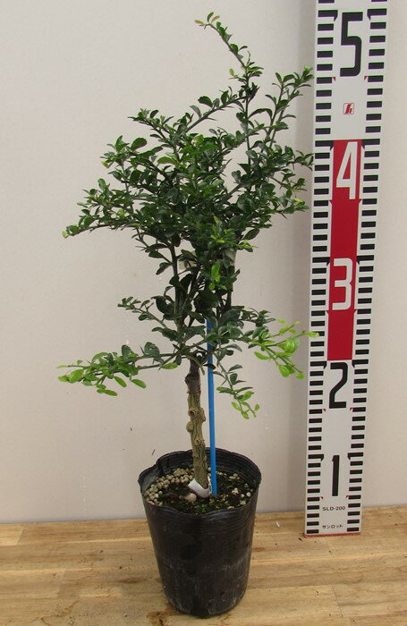 【11種類から選べる】フィンガーライム　苗木　接ぎ木　3.5号ポット苗(b07)