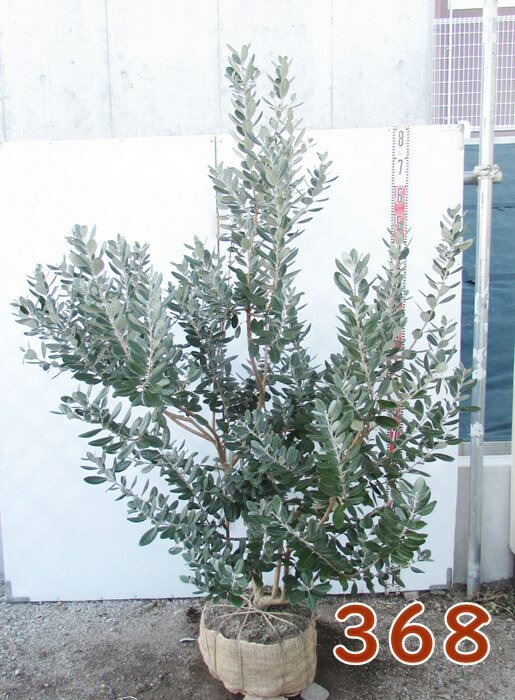 楽天市場】フェイジョア 木(観葉植物|花・観葉植物):花 楽天市場】フェイジョア 木(観葉植物|花・観葉植物):花