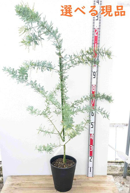 【選べる現品発送/花芽付き】ミモザアカシア　苗木　7号セラアート鉢植え【G】