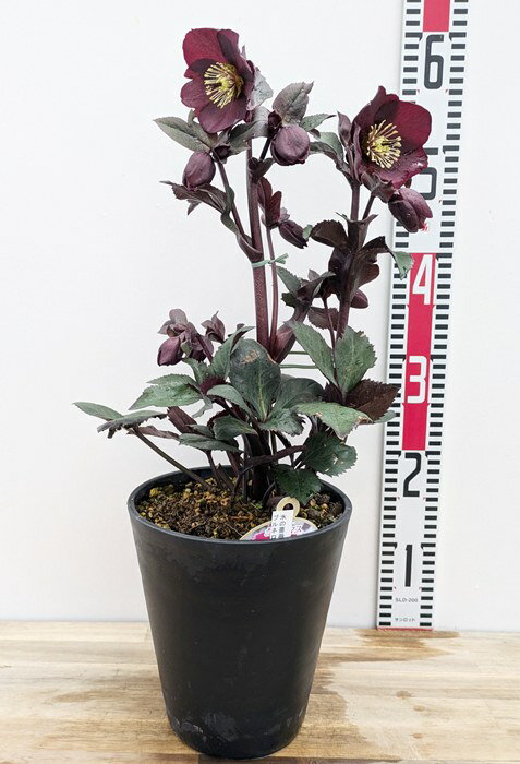 楽天市場】クリスマスローズ 氷の薔薇(カラーレッド)の通販 楽天市場】クリスマスローズ 氷の薔薇(カラーレッド)の通販