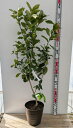【現品発送】レモンの木(檸檬) 苗木 8号フレグラー鉢植え F702