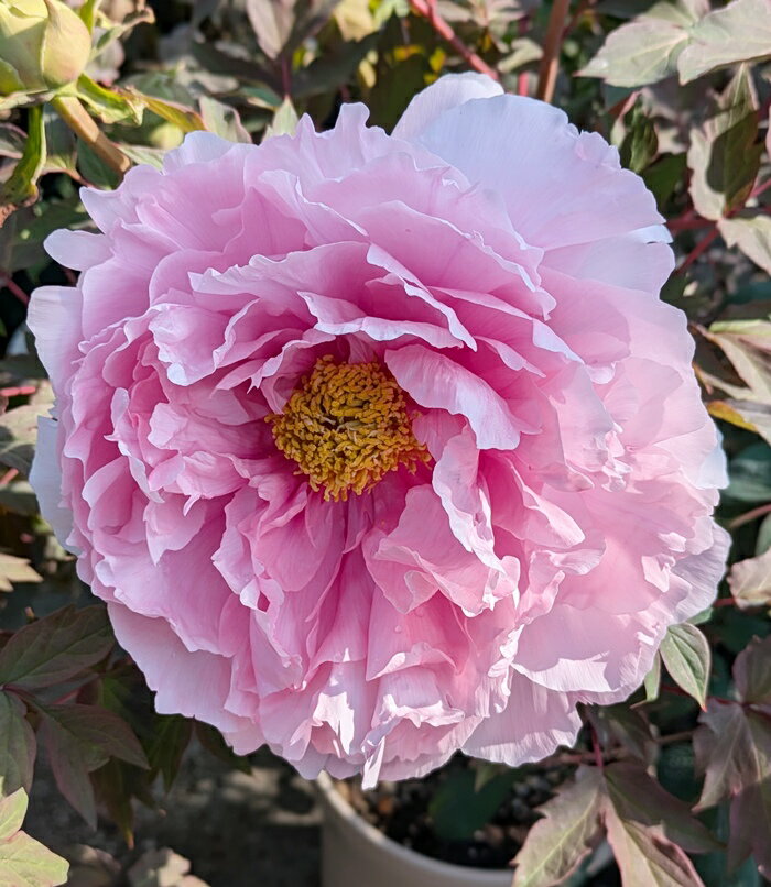 ボタン(牡丹)　苗木　明日香（アスカ）7号