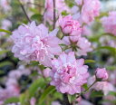 ニワザクラ(庭桜)挿し木苗 ピンク 5.5号 苗木(v05)
