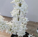 ハナズオウ 苗木 白花 6号(z03-2)