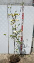 【現品】花水木(ハナミズキ) 白花 クラウドナイン 苗木 樹高1.6m 110908