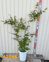 【選べる現品】イロハモミジ 本株立ち 苗木 8号鉢植え《新緑の涼しさと紅葉を楽しめる苗木》