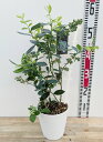 【実付き/園芸肥料付き】ブルーベリー ペアプランツ 5号鉢植え トレリス仕立て シャープブルー×ミスティ 2品種植え 苗木【サザンハイブッシュ系】【母の日 父...