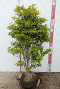 【現品発送】ドウダンツツジ 苗木 W60cm×D50cm×H90cm A2062《花、紅葉が美しい庭木》