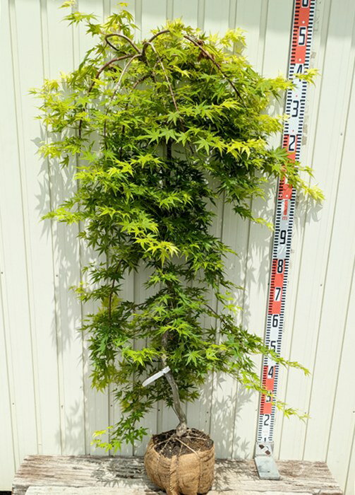 【現品発送】シダレモミジ(枝垂れ紅葉) 流泉(リュウセン) 樹高約1.4m~ シンボルツリーに最適な苗木 庭木