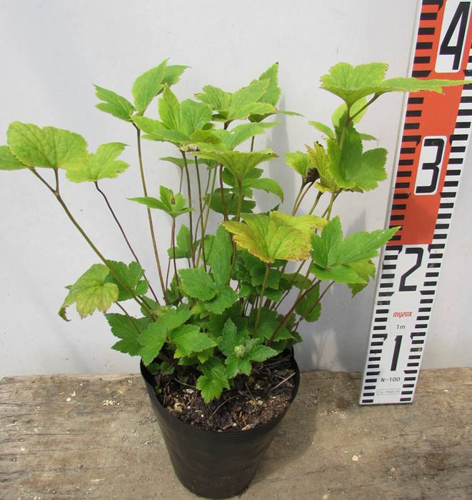 秋明菊（シュウメイギク）　白八重　4.5号苗（e8）