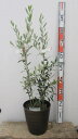 【2品種植え】オリーブの木　苗木 　7号フレグラー鉢植え【鉢色：ダークブラウン】【選べる組み合わせ】