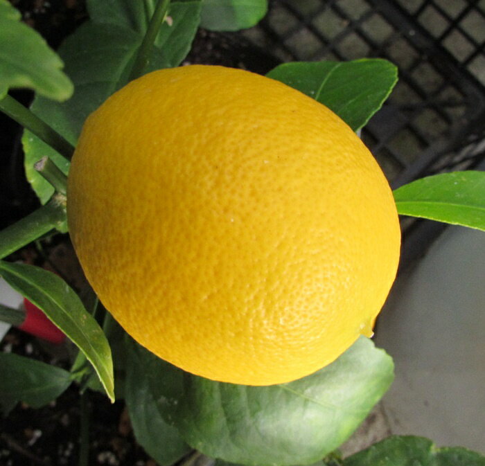 サイパンレモンの木　5号 苗木(b10-2)