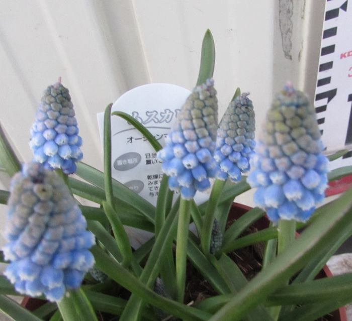 ムスカリ　オーシャンマジック（淡いブルー系）　4号苗(c01)のサムネイル