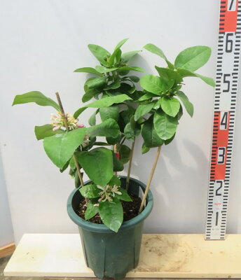 レモンの木 人気シンボルツリー 鉢植えと地植えの育て方も解説します レモンの木 人気シンボルツリー 鉢植えと地植えの育て方も解説します