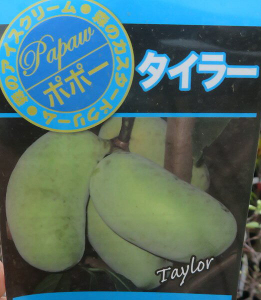 【選べる現品】ポポー　タイラー　接ぎ木苗　5号鉢植え《果実を楽しめる苗木》