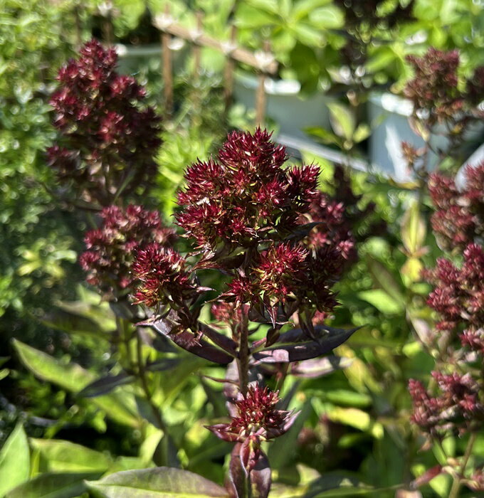 宿根フロックス　ブラインドライオン　3.5号苗（J03-1)のサムネイル