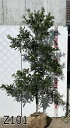 【現品】ヤマモモ(山桃) 瑞光(ズイコウ)苗木 樹高1.8m~ 庭木 植木
