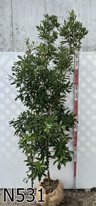 【選べる現品発送】ヤマモモ(山桃)　秀峰（シュウホウ）苗木　樹高1.9m～