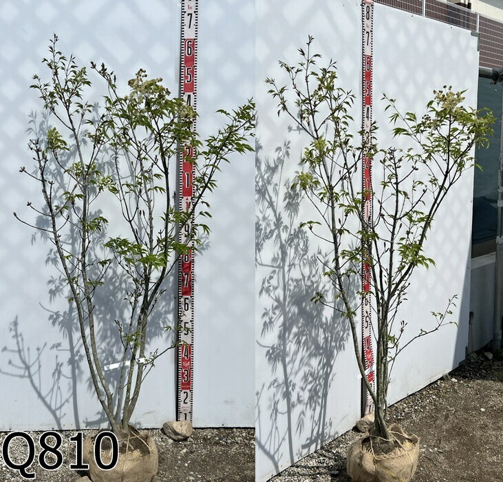 楽天市場】アオダモ 株立ち(植木|ガーデニング・農業):花 楽天市場】アオダモ 株立ち(植木|ガーデニング・農業):花