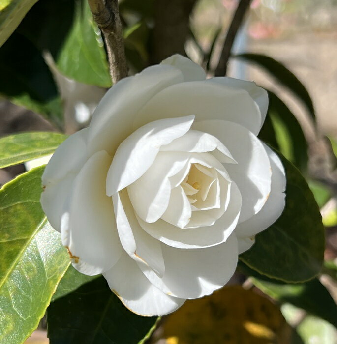 椿(ツバキ)白牡丹(ハクボタン) 苗木 樹高90cm