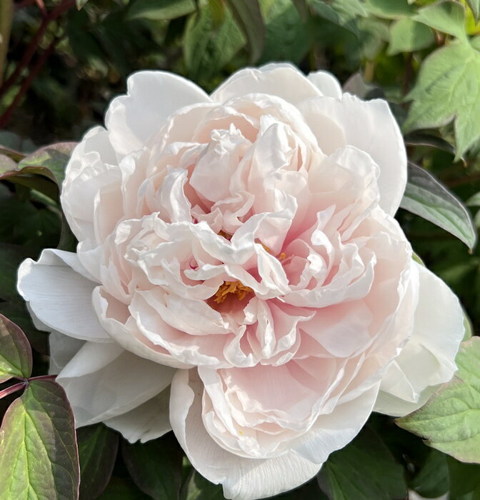 ボタン(牡丹) 苗木　貴婦人（キフジン） 7号のサムネイル